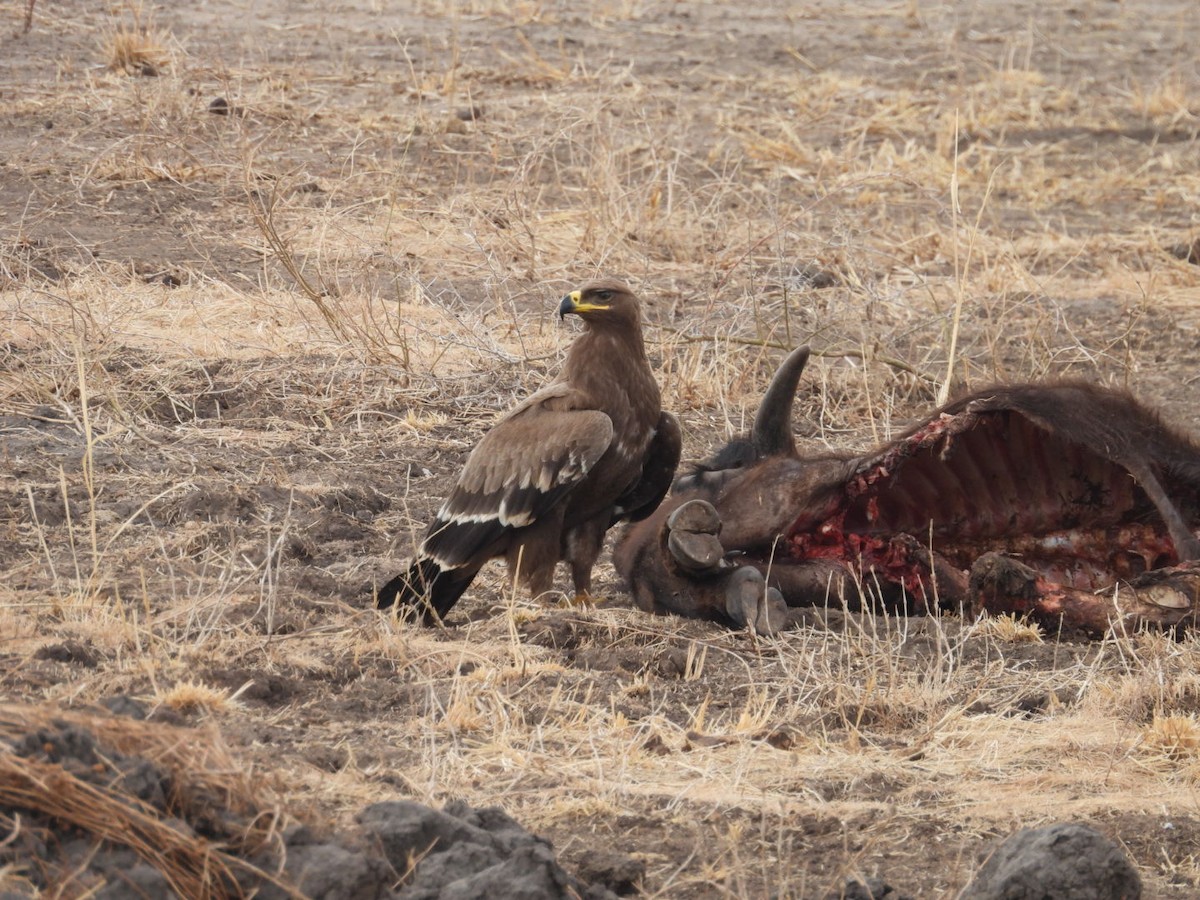 Steppenadler - ML646400710