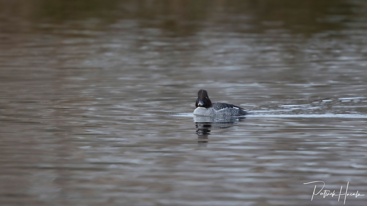 鵲鴨 - ML646400711