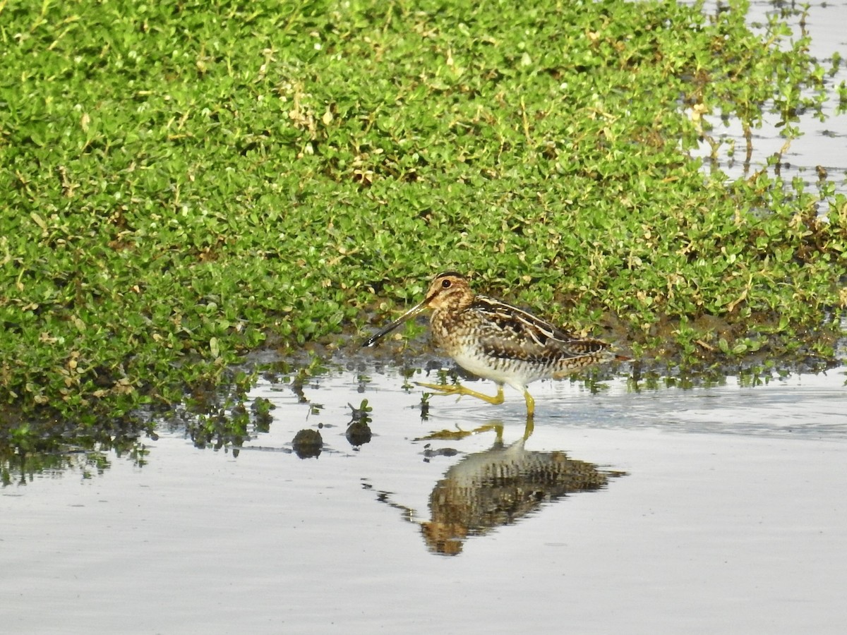 bekasina severoamerická - ML646400712