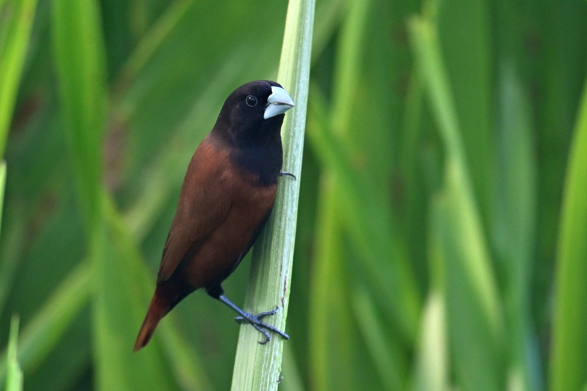 Chestnut Munia - ML646400714