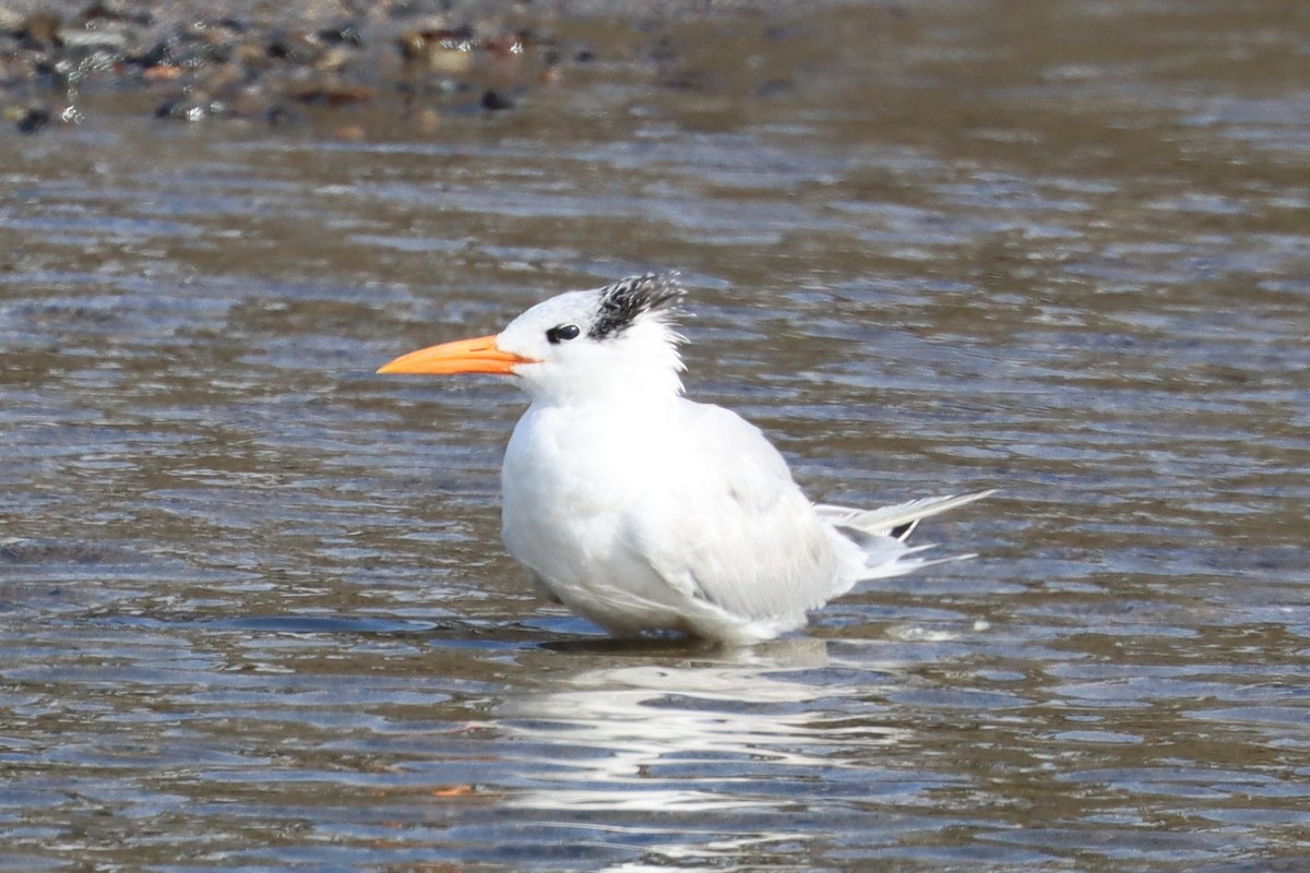Royal Tern - ML646400715