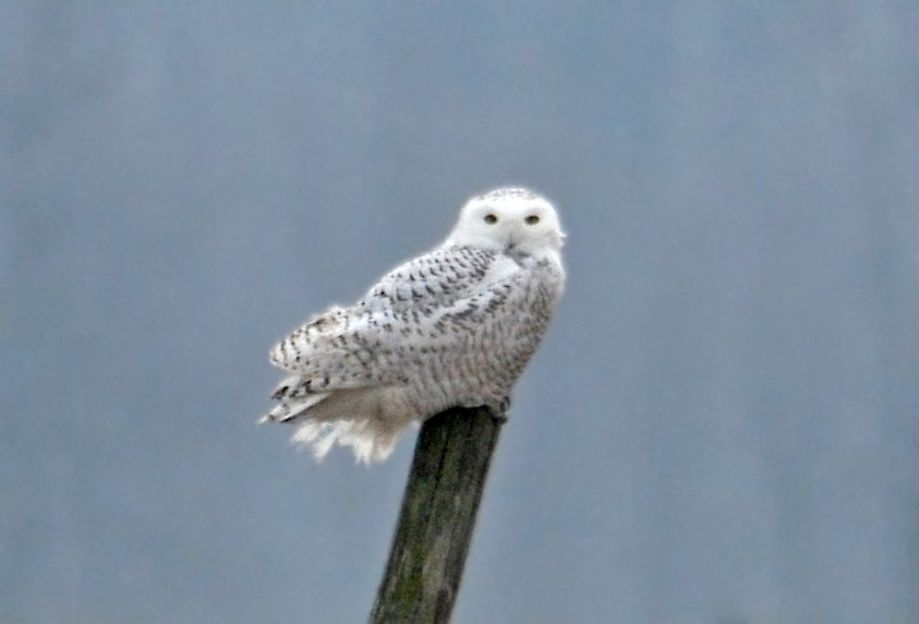 Snowy Owl - ML646400716
