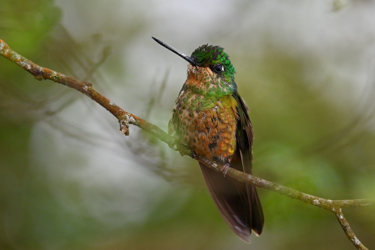 Golden-bellied Starfrontlet - ML646400718