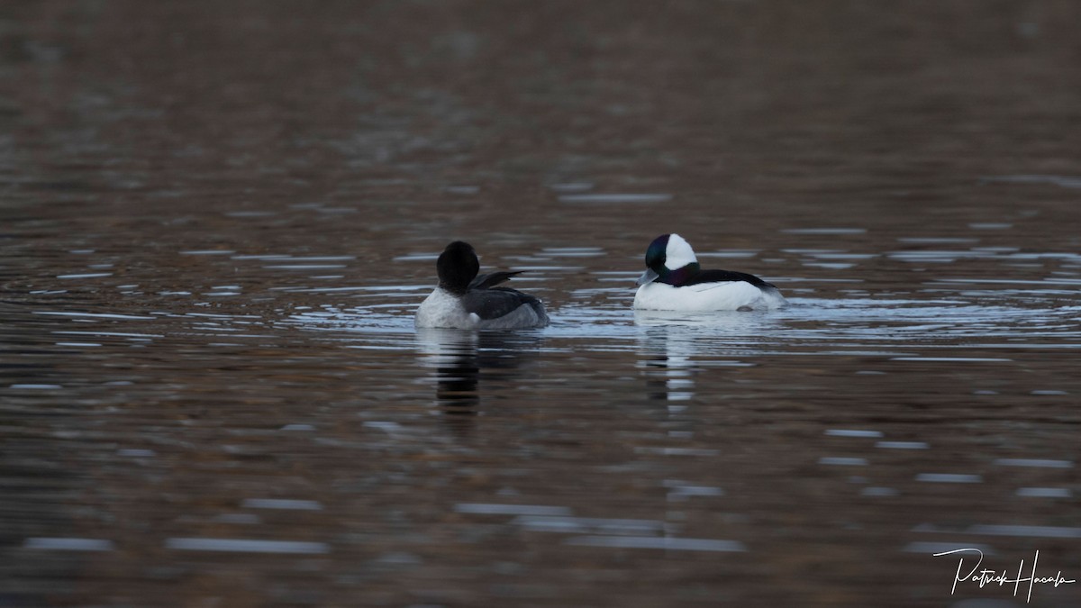 Bufflehead - ML646400720