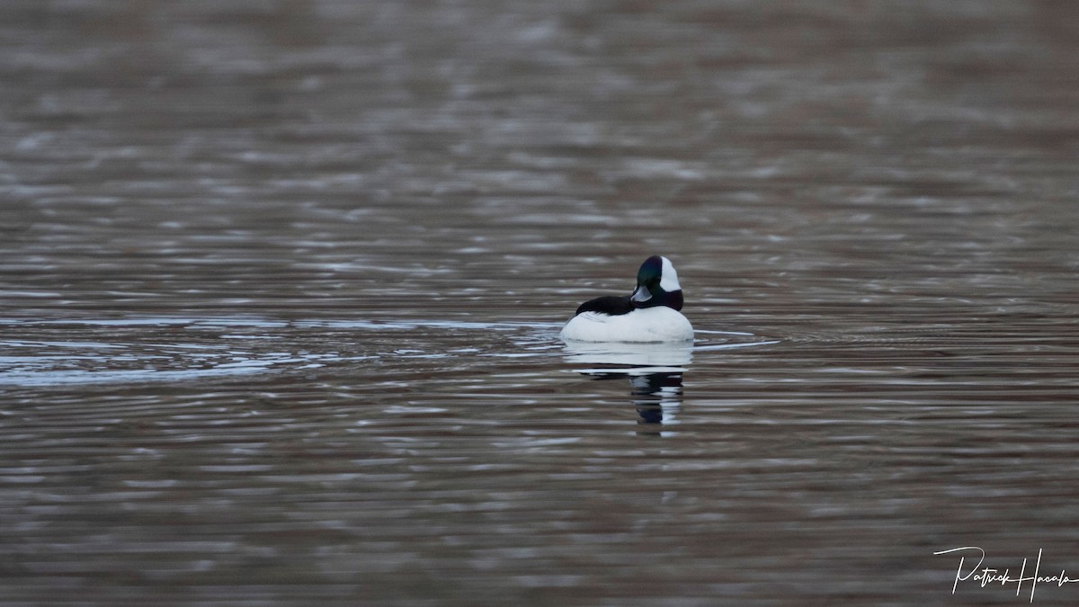 Bufflehead - ML646400721