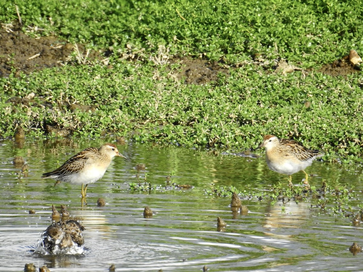 jespák klínoocasý - ML646400722