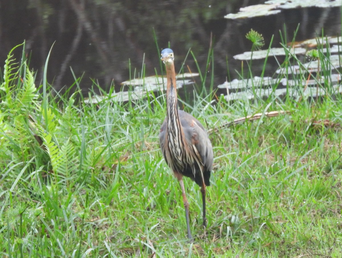Purple Heron - ML646400726