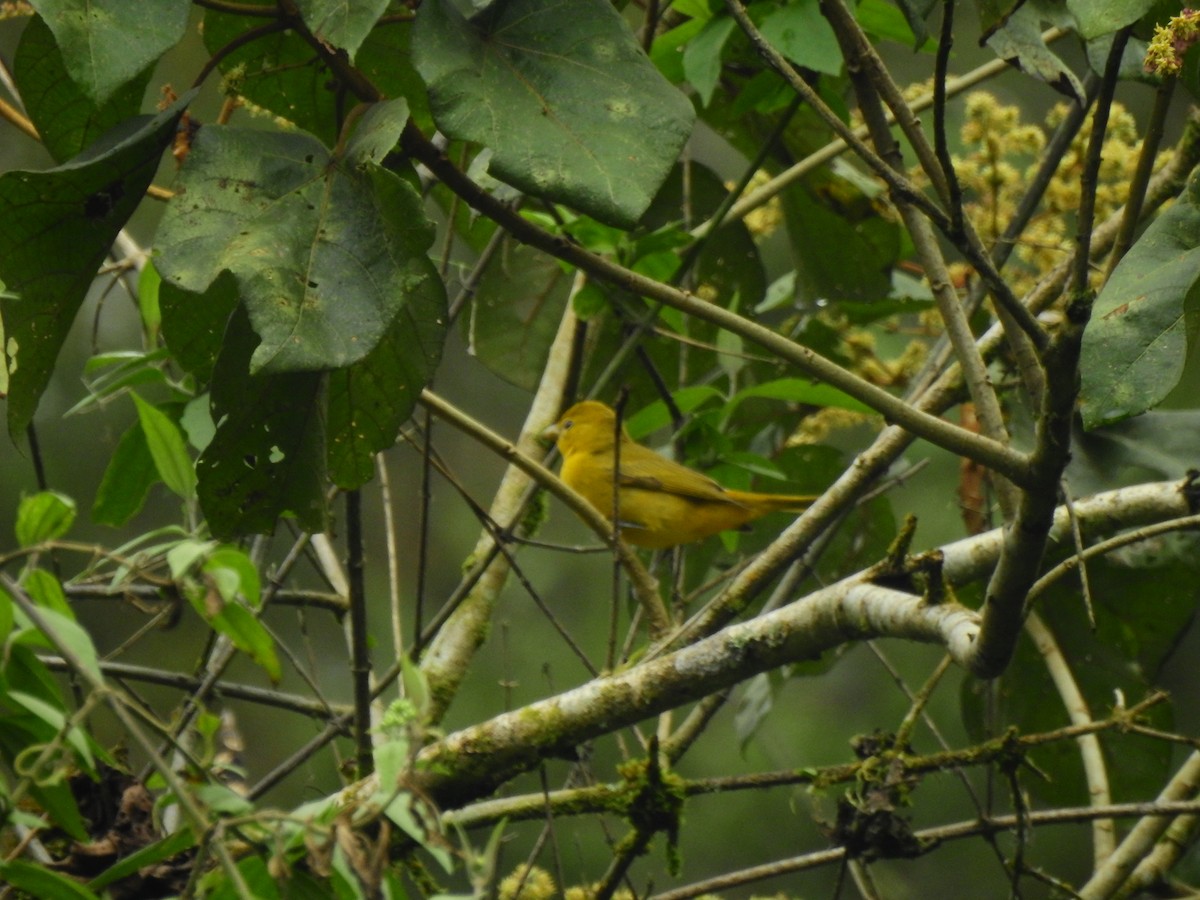 piranga ohnivá - ML646400727