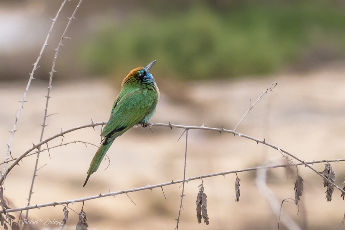 Arabian Green Bee-eater - ML646400728