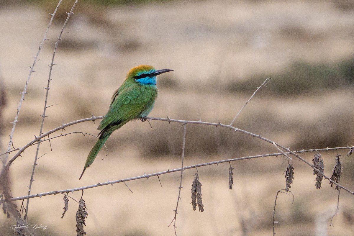 Arabian Green Bee-eater - ML646400729