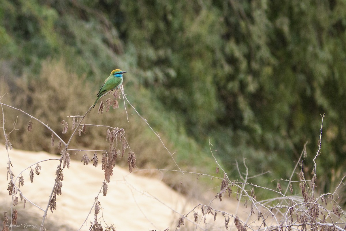 Arabian Green Bee-eater - ML646400730
