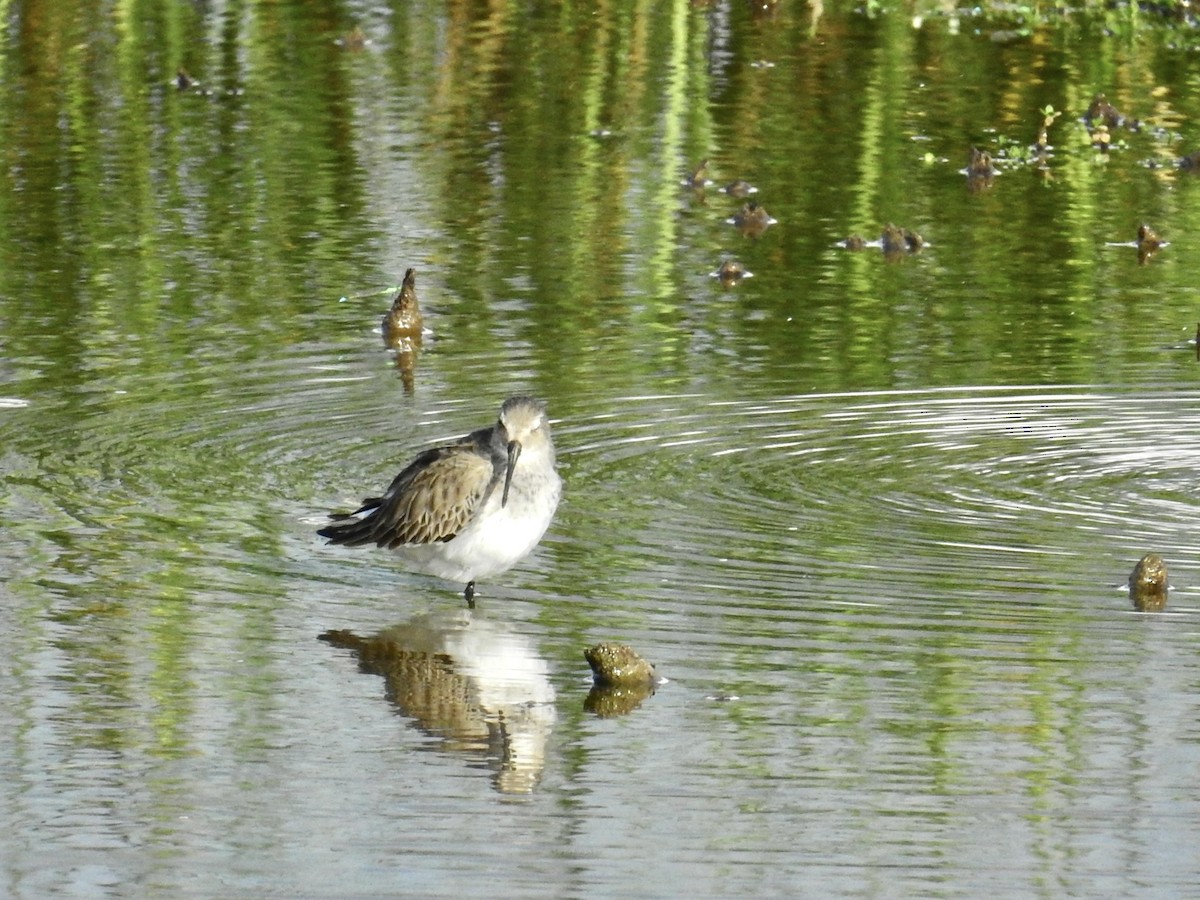 jespák obecný - ML646400731