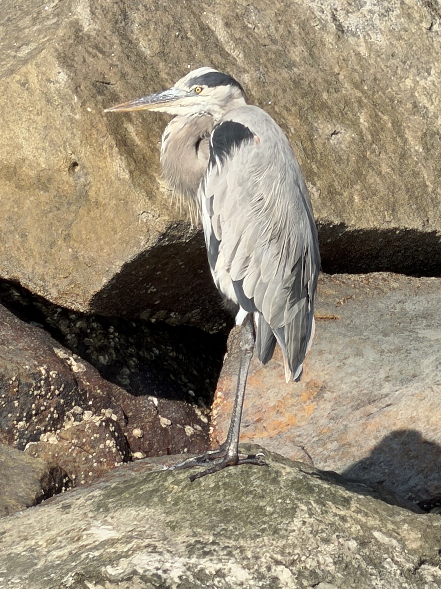 オオアオサギ - ML646400732