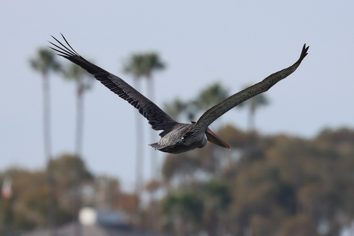 Brown Pelican - ML646400733