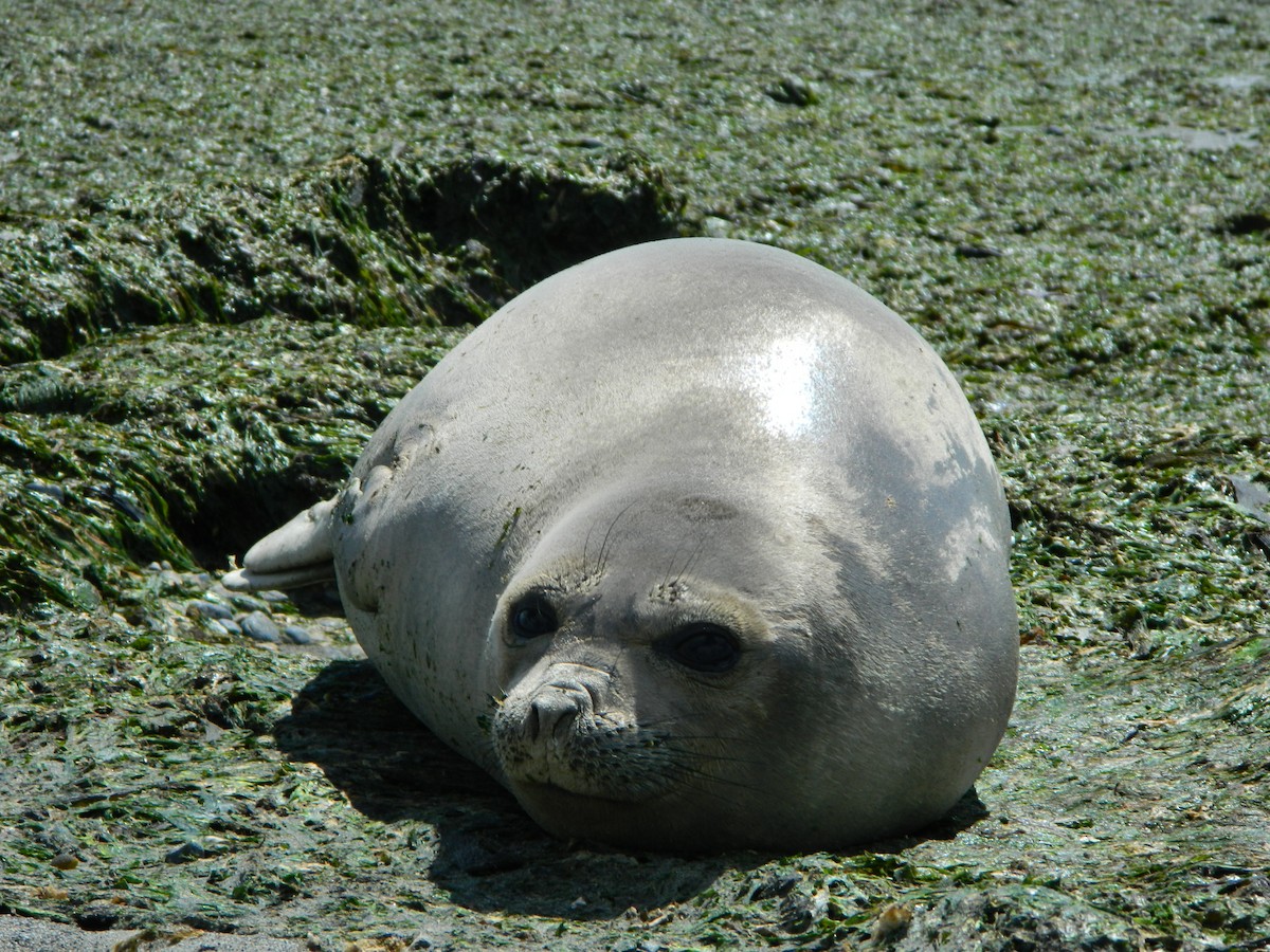 Southern Elephant Seal - ML646400736