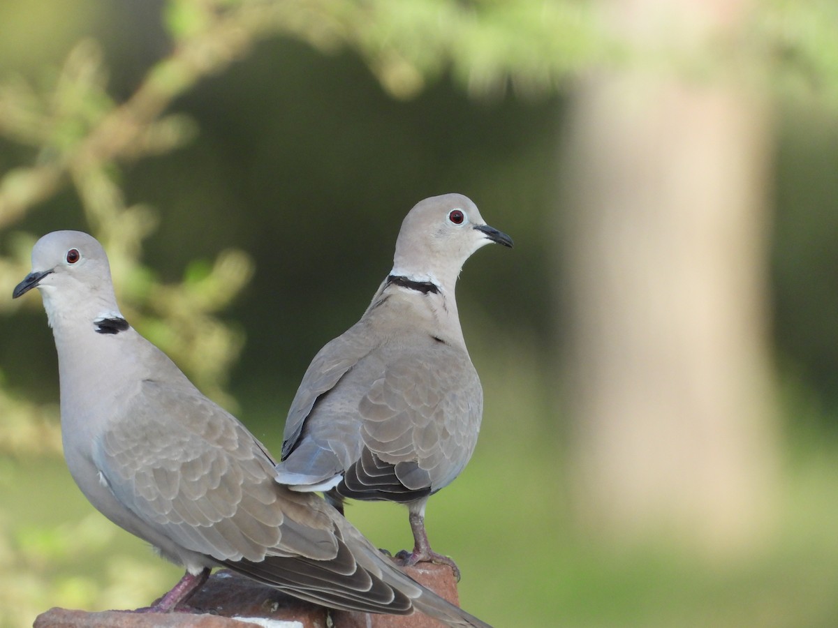 Eurasian Collared-Dove - ML646400737