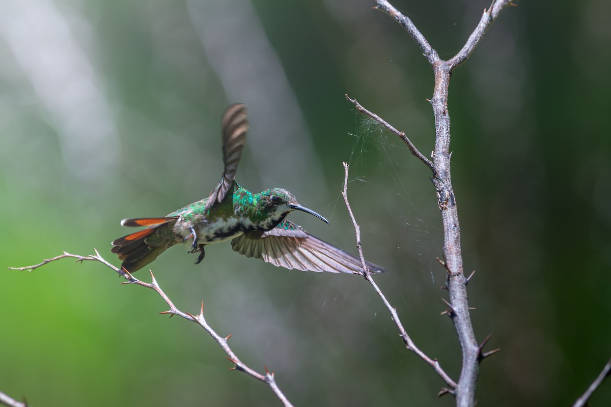 Kara Gerdanlı Mango - ML646400741