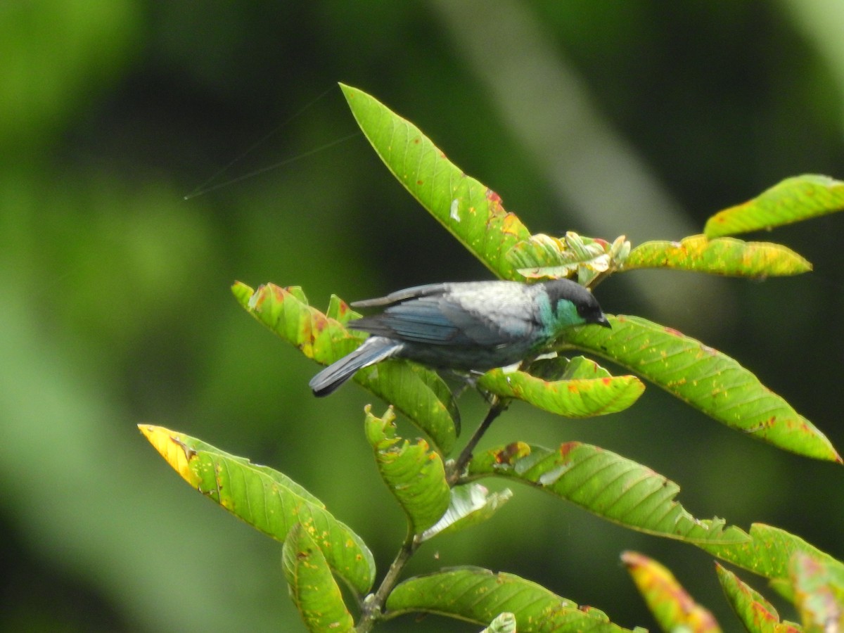Black-capped Tanager - ML646400742
