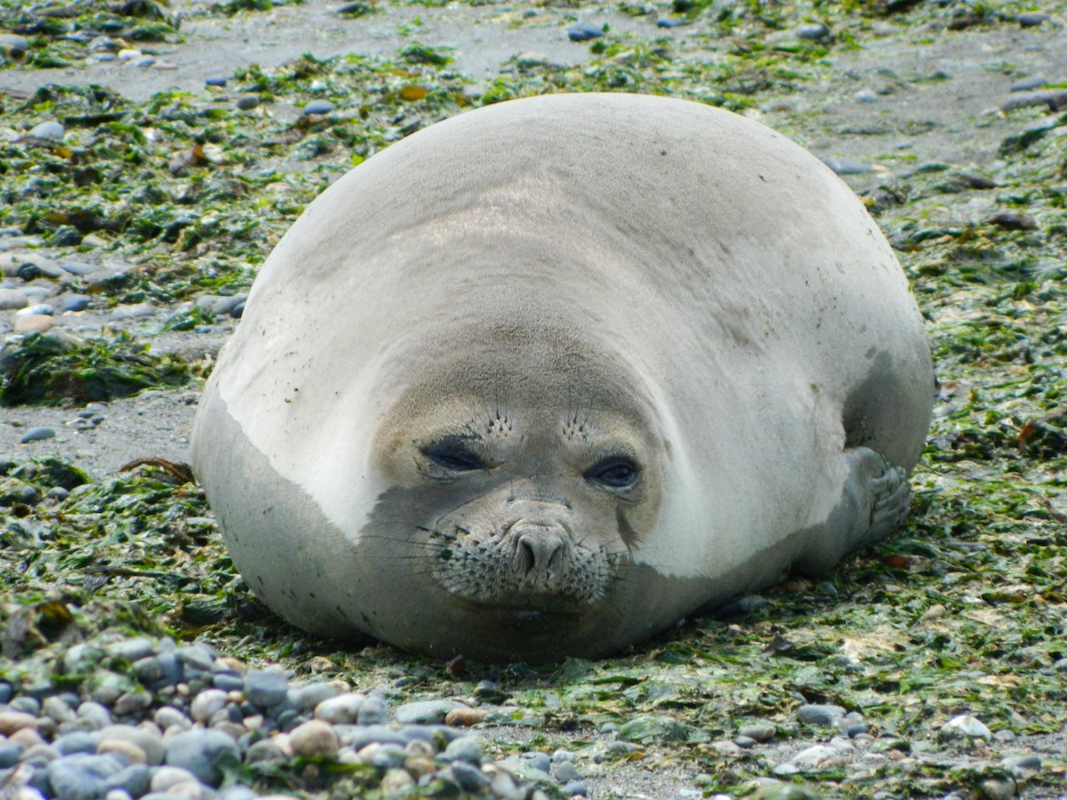 Southern Elephant Seal - ML646400743