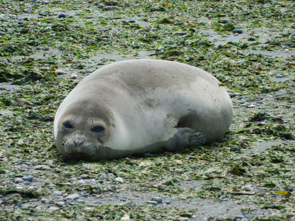Southern Elephant Seal - ML646400746