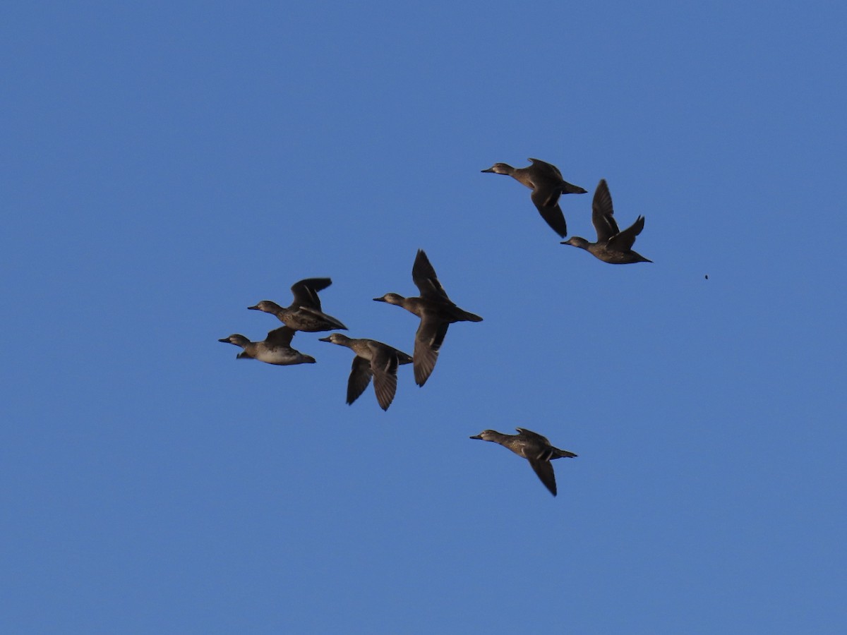 Green-winged Teal - ML646400747