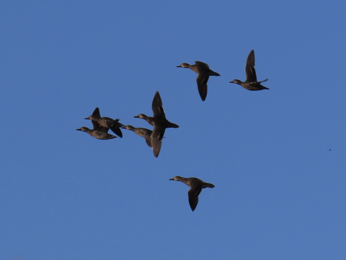 Green-winged Teal - ML646400749