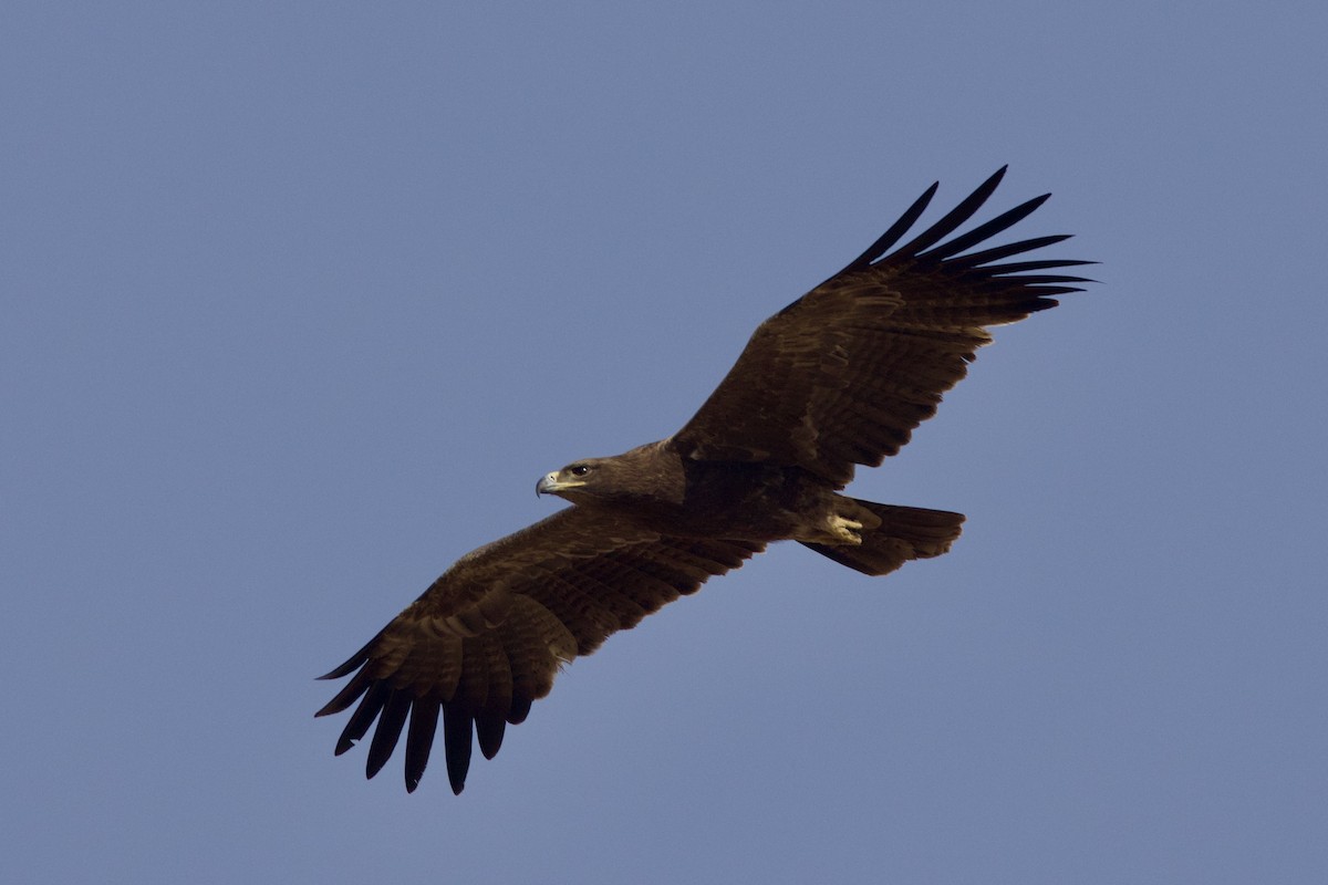 Tawny Eagle - ML646400750