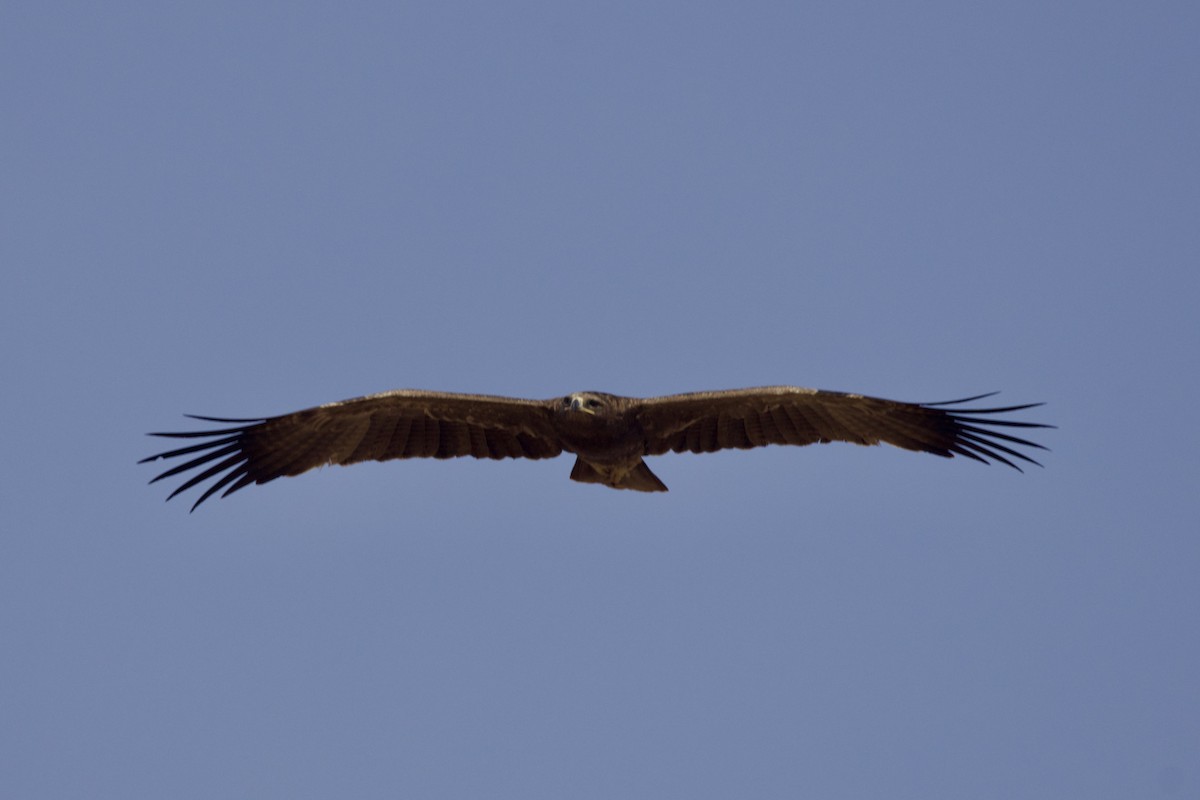 Tawny Eagle - ML646400751