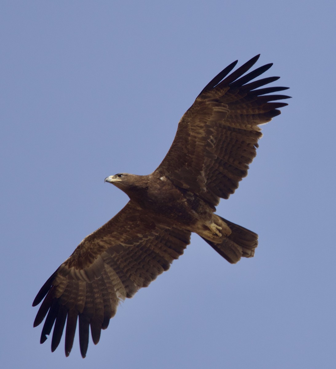 Tawny Eagle - ML646400752