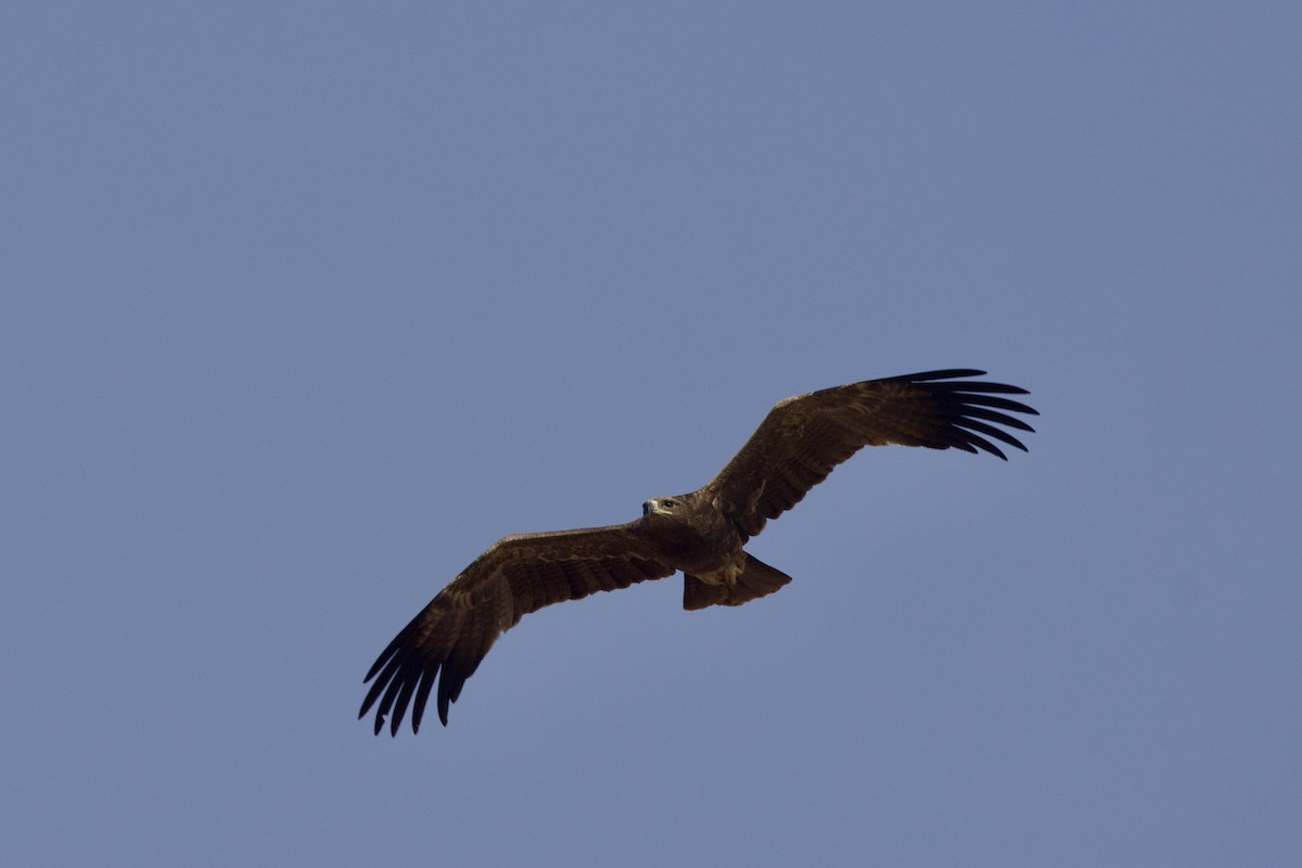 Tawny Eagle - ML646400753