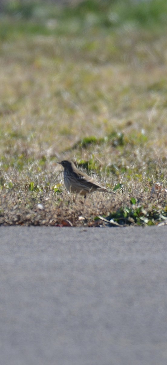 American Pipit - ML646400754