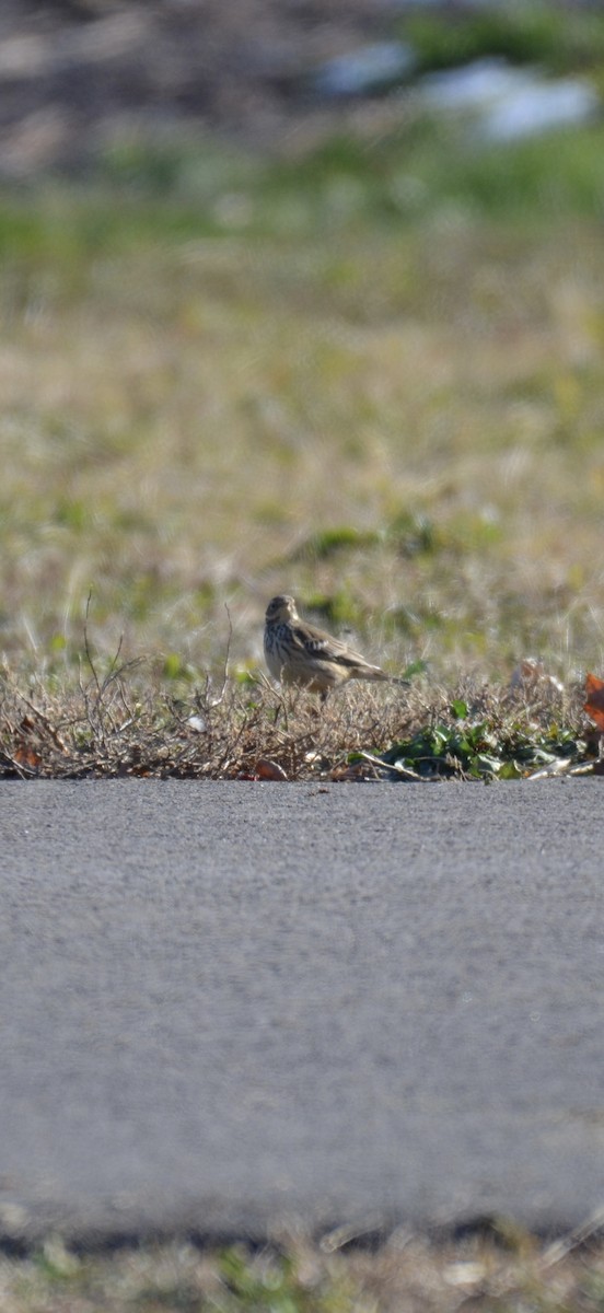 American Pipit - ML646400755