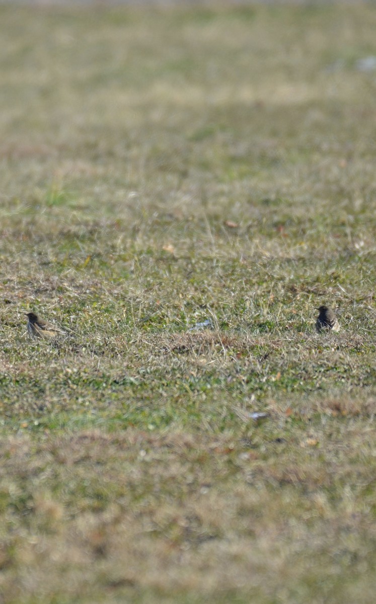 American Pipit - ML646400756