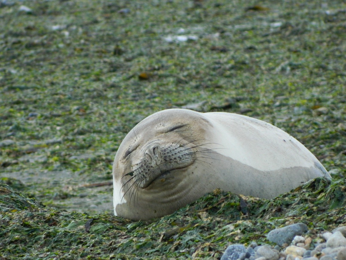 Southern Elephant Seal - ML646400757