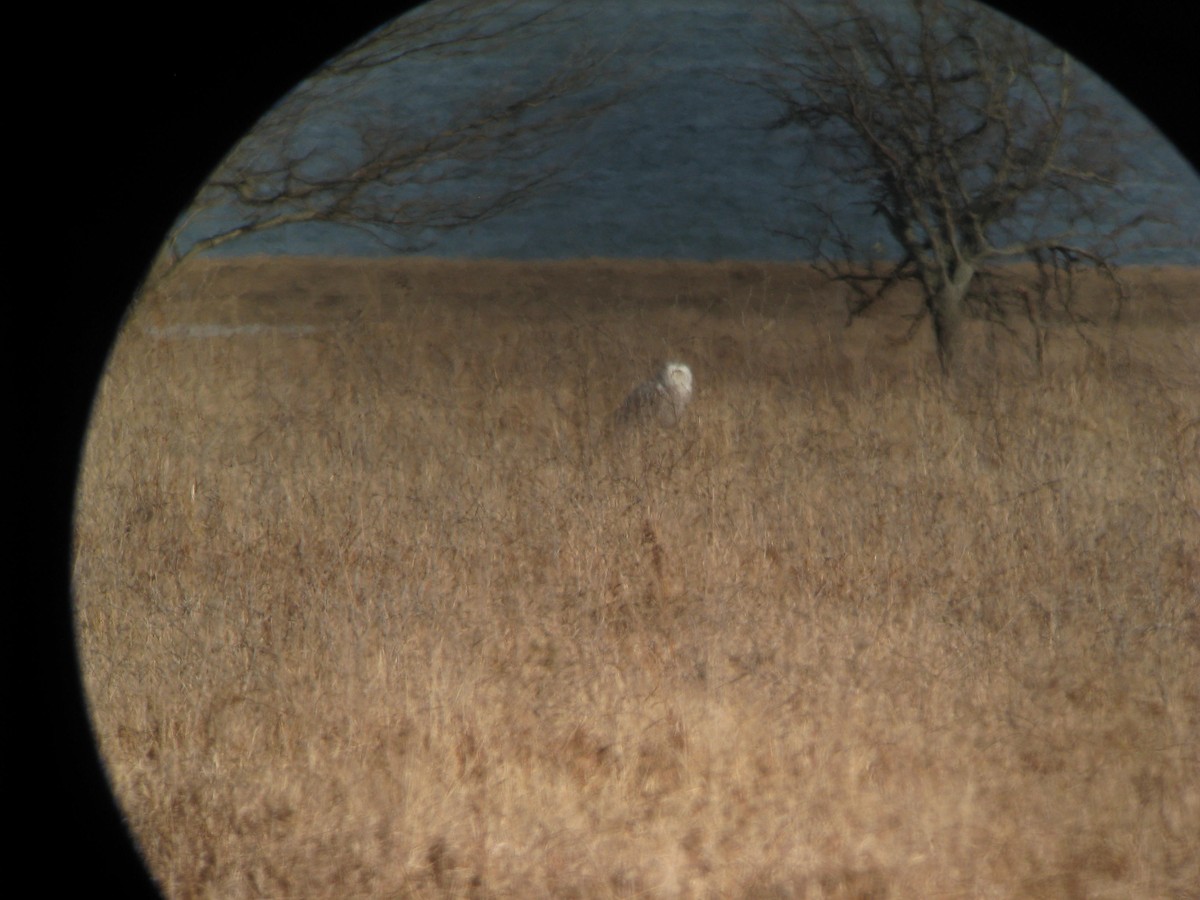 Snowy Owl - ML646400758