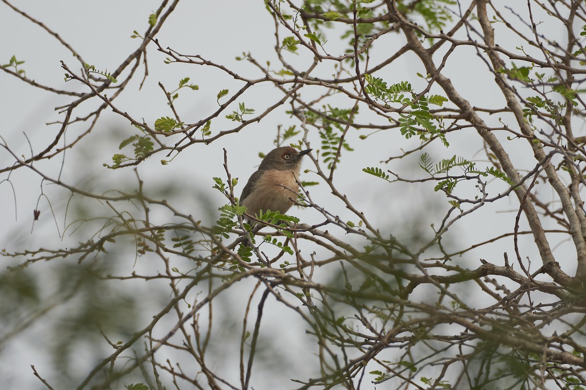 Archbold's Newtonia - ML646400759