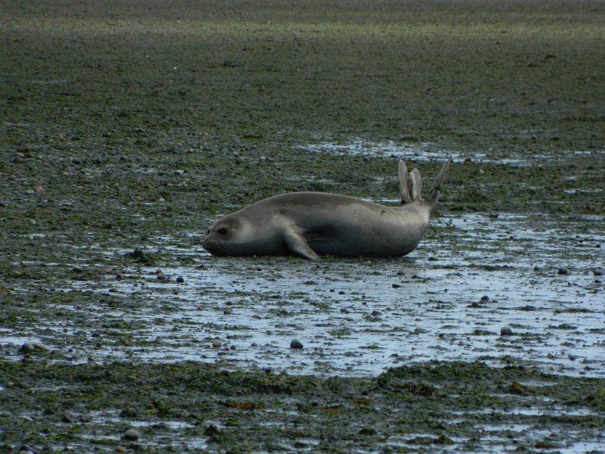 Southern Elephant Seal - ML646400766