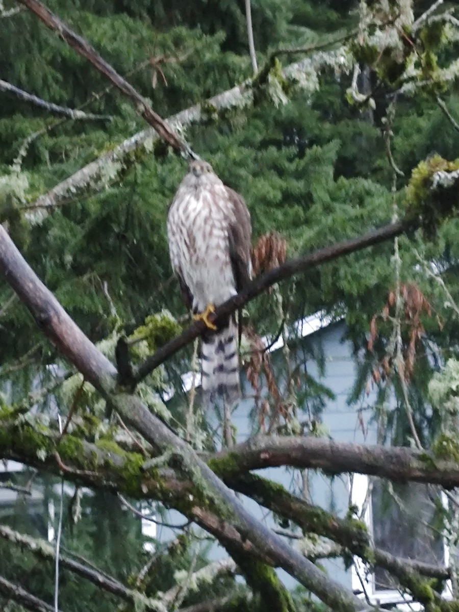 Sharp-shinned Hawk - ML646400768