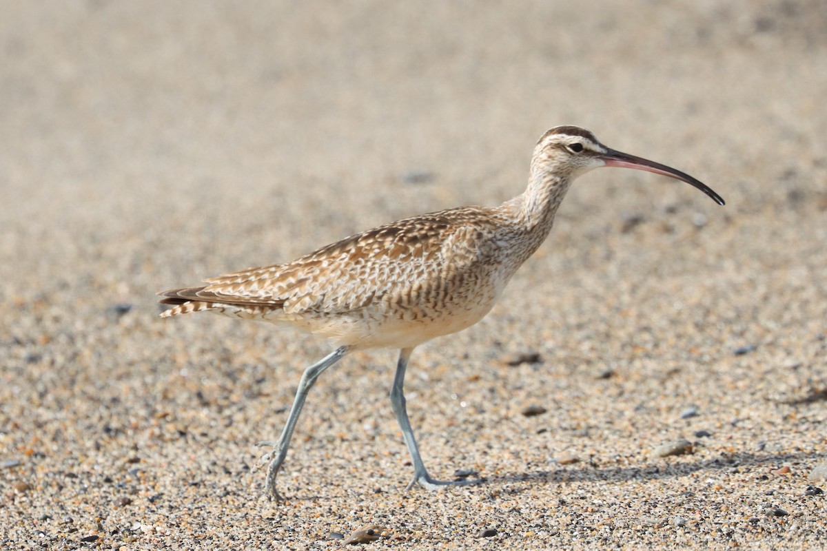 Hudsonian Whimbrel - ML646400773