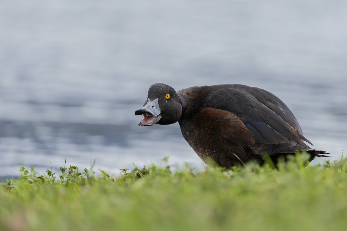 New Zealand Scaup - ML646400775
