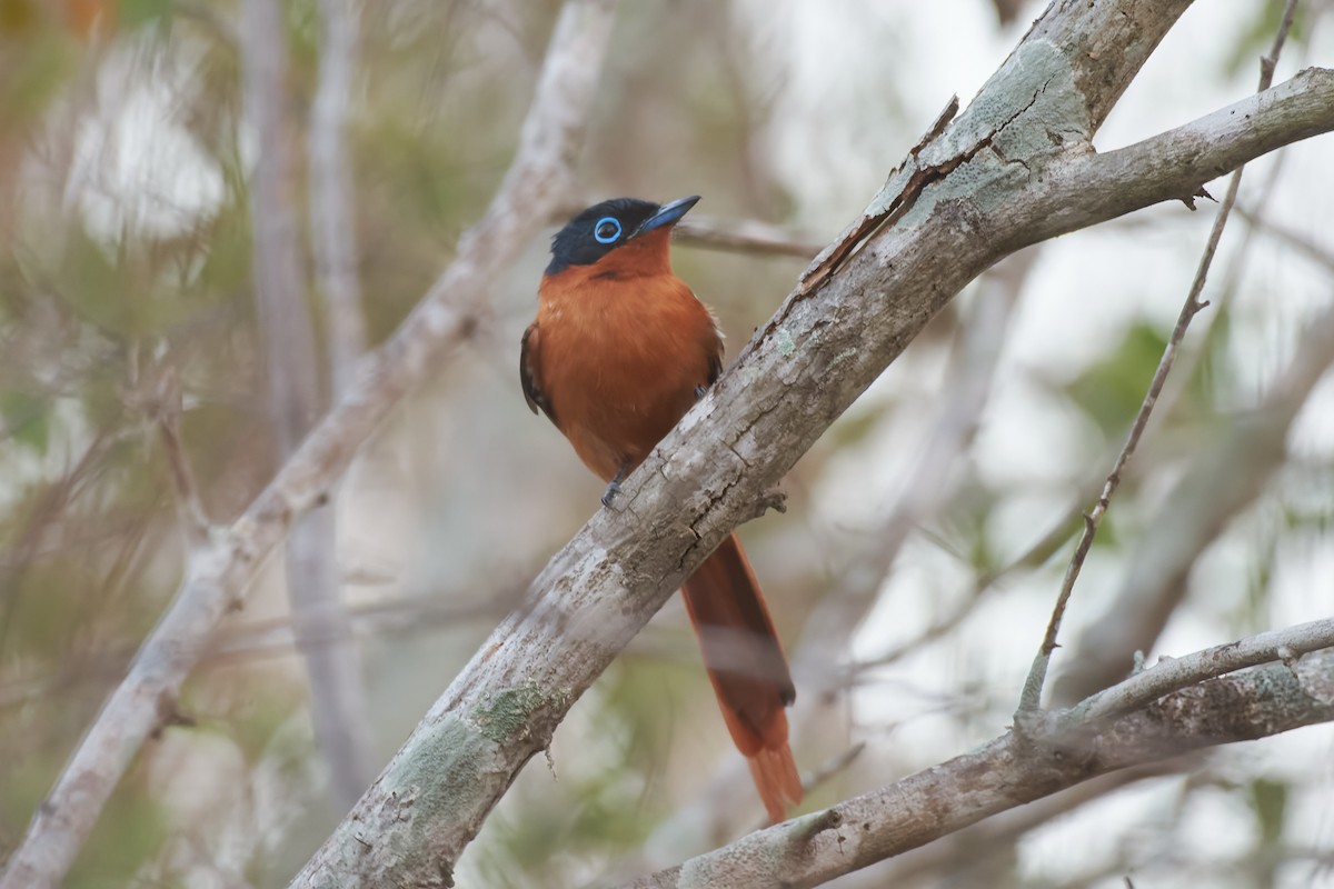 Malagasy Paradise-Flycatcher (Malagasy) - ML646400777