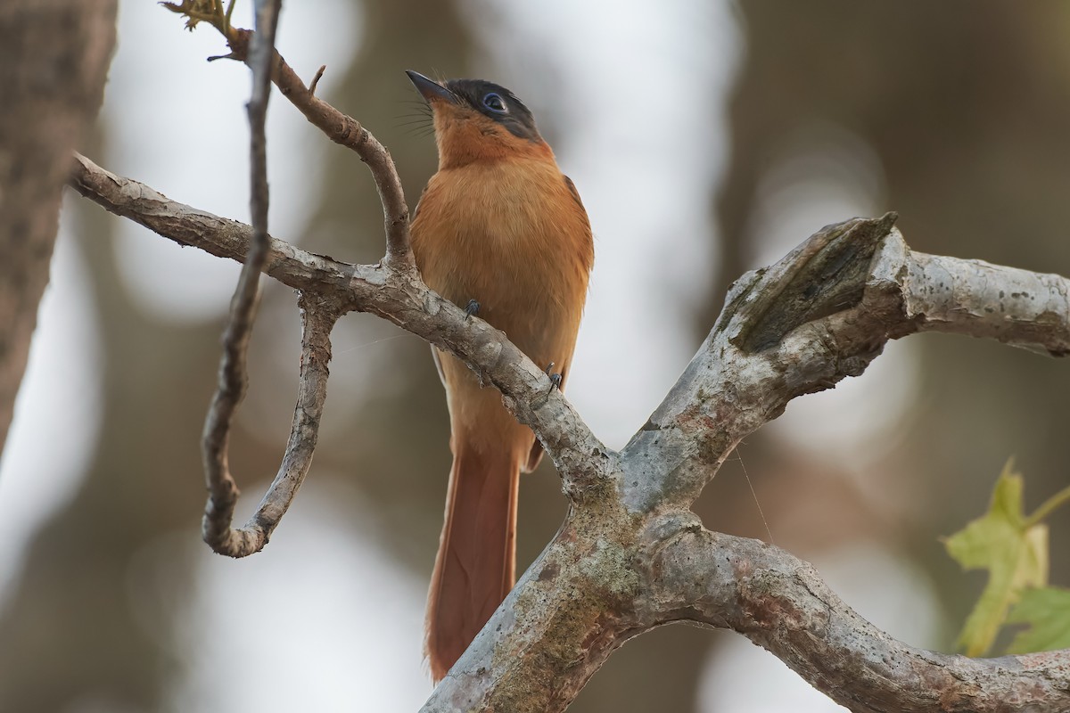 Malagasy Paradise-Flycatcher (Malagasy) - ML646400778