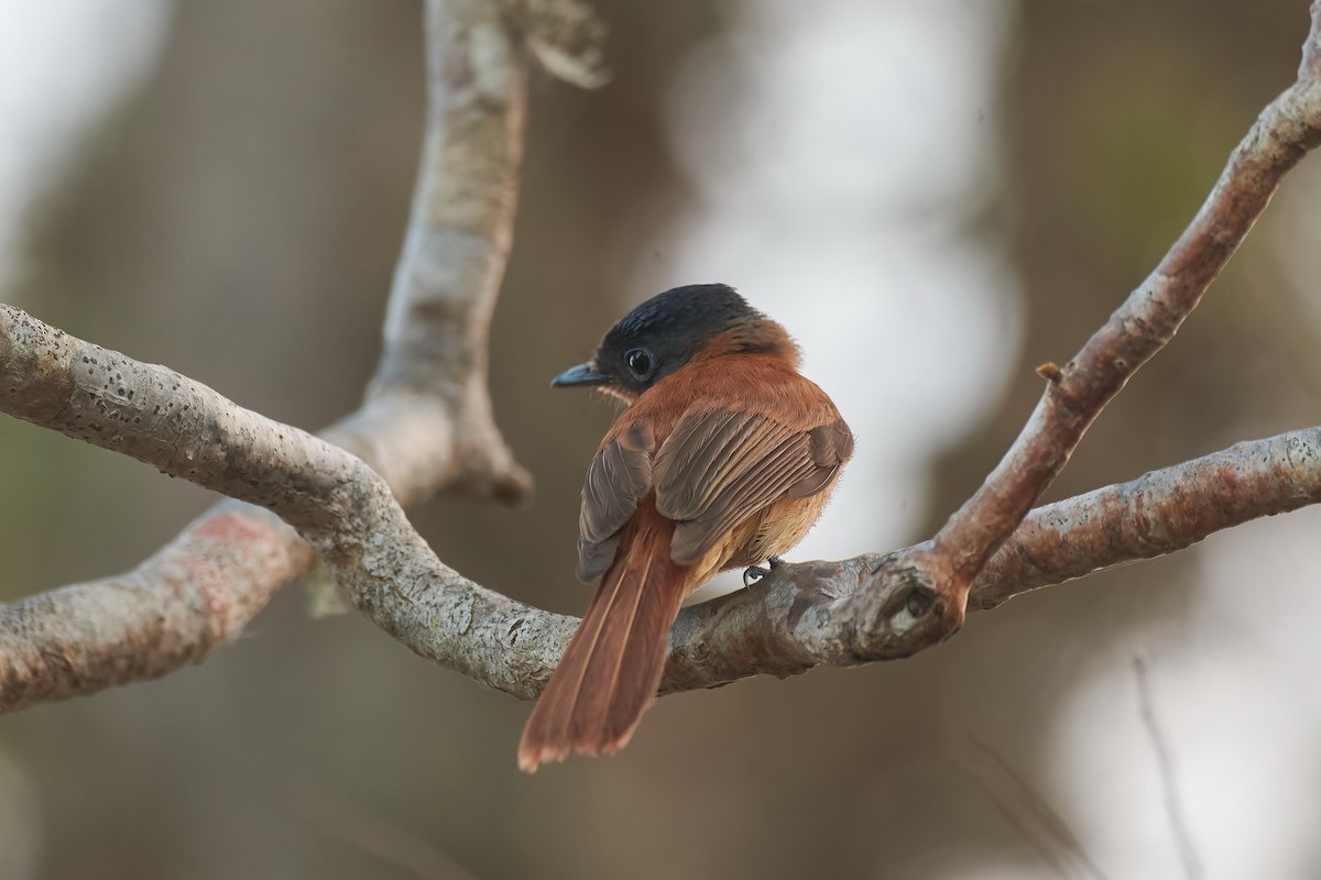 Malagasy Paradise-Flycatcher (Malagasy) - ML646400780
