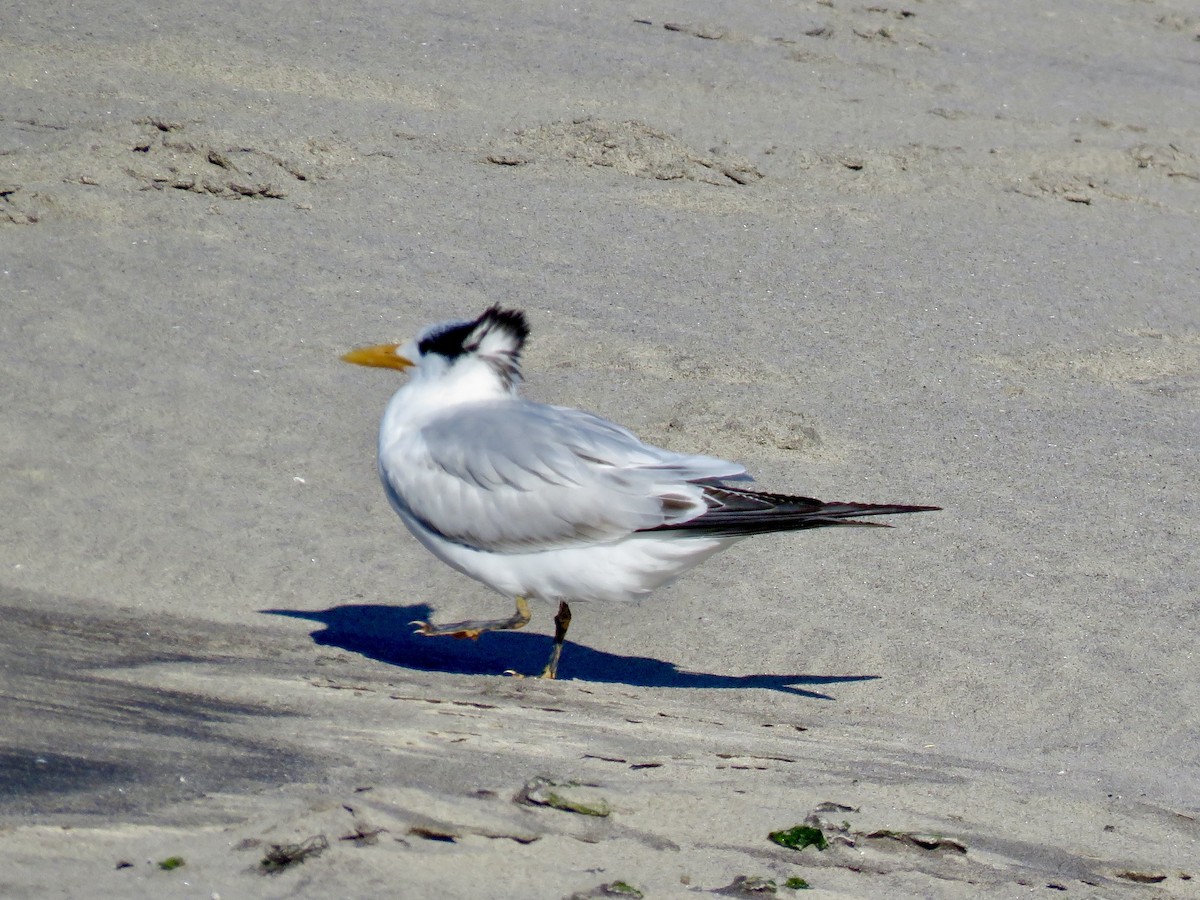 Royal Tern - ML646400782