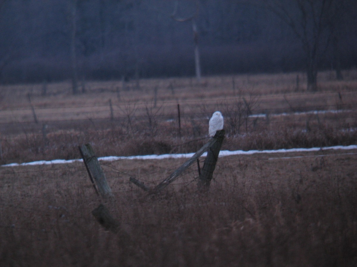 Snowy Owl - ML646400783
