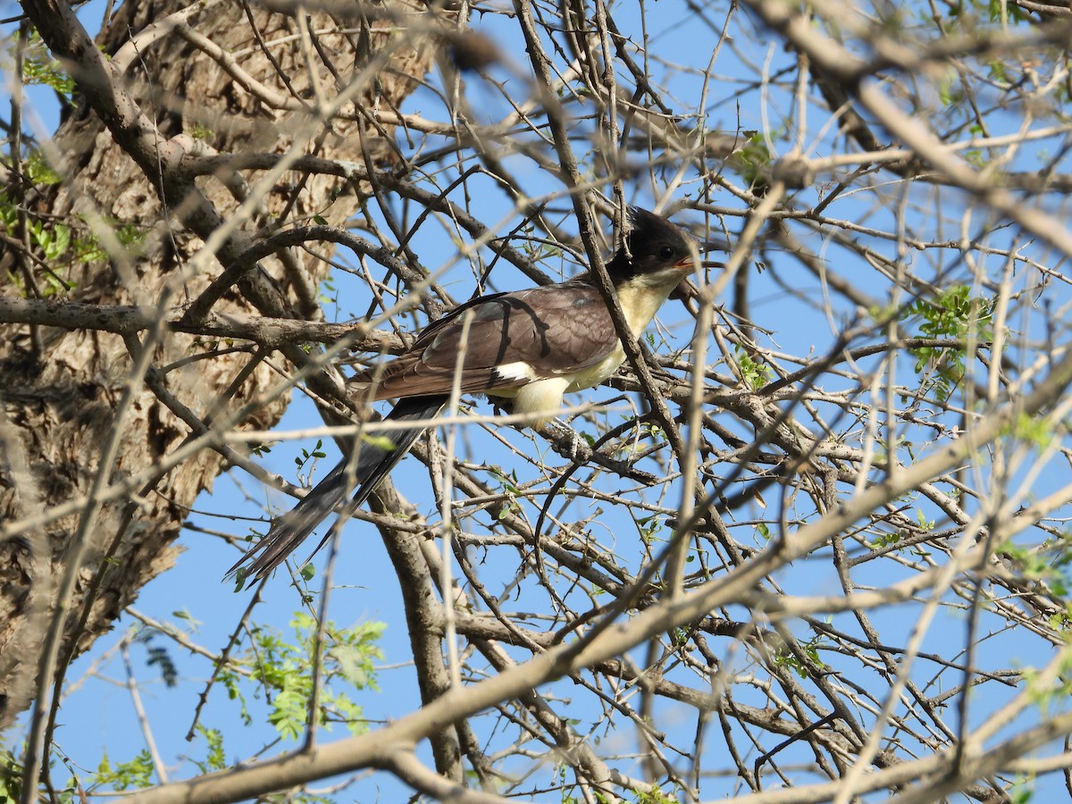 Pied Cuckoo - ML646400784