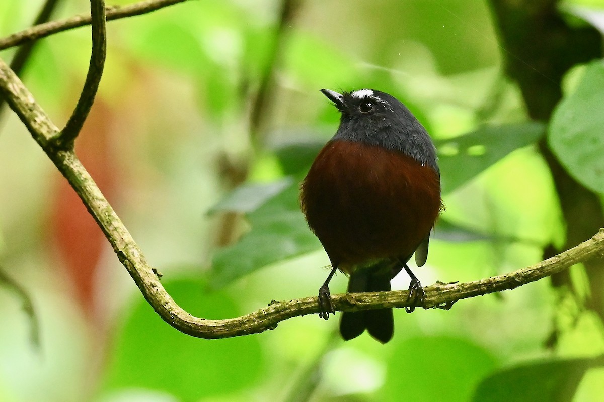 Chestnut-bellied Chat-Tyrant - ML646400786