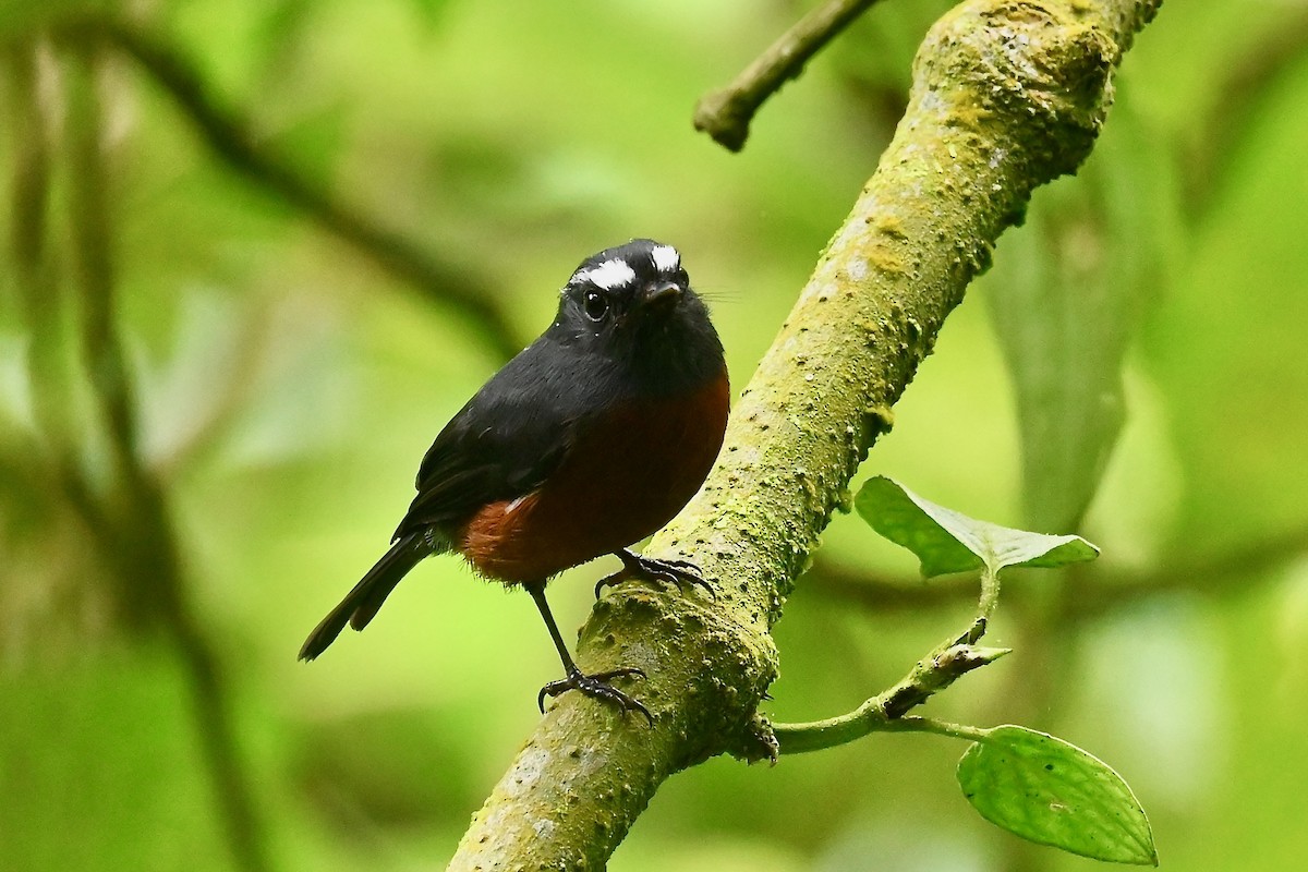 Chestnut-bellied Chat-Tyrant - ML646400787