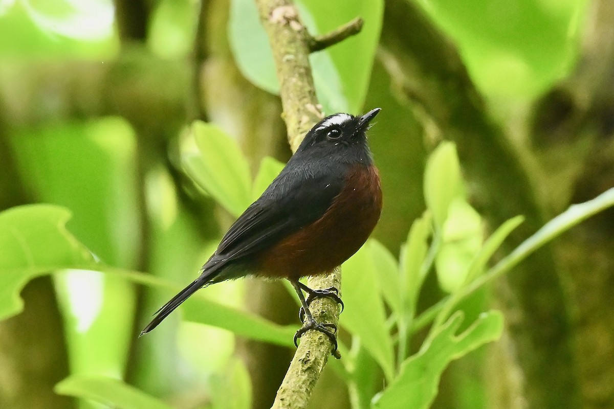 Chestnut-bellied Chat-Tyrant - ML646400788