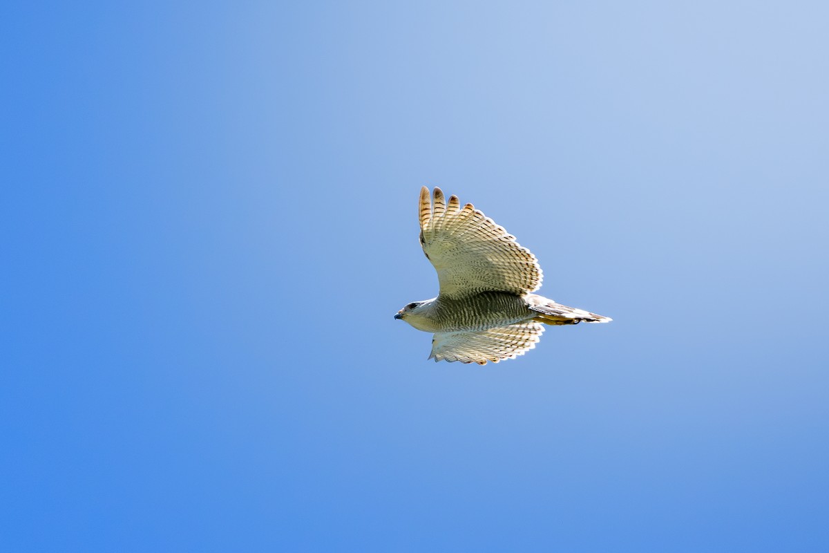 Gray-lined Hawk - ML646400789